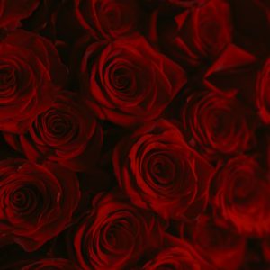 Classic Charm bouquet of red roses wrapped in black paper by DV Flowers