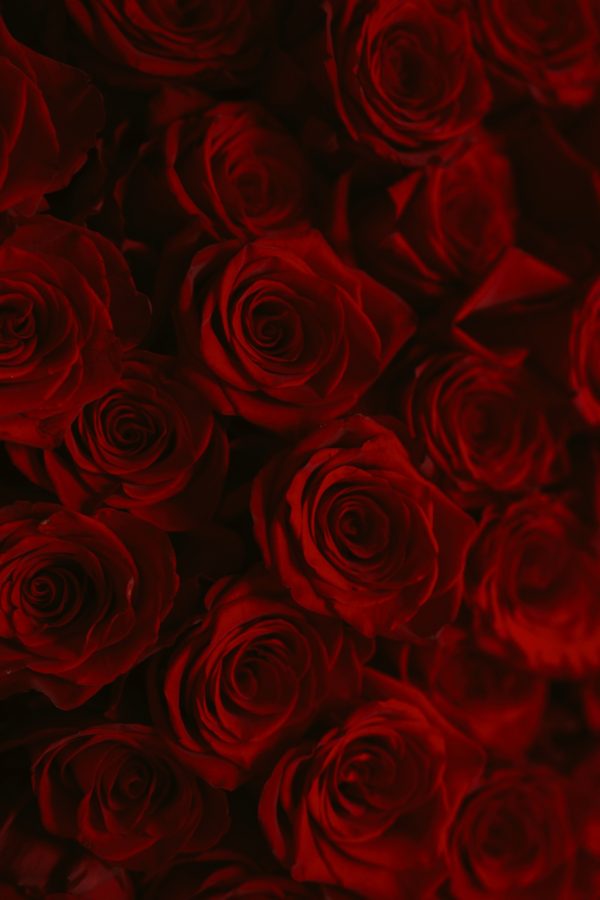 Classic Charm bouquet of red roses wrapped in black paper by DV Flowers